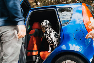 The dog is in the back seat of the car. Transportation of dogs in the car.