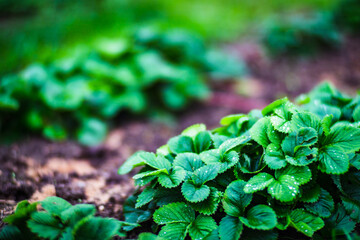 Planted strawberry crops with water drops on the leaves. Cultivated land close up with sprout. Agriculture plant growing in bed row