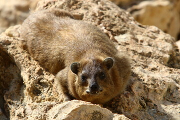 Daman sits on stones in the city park.