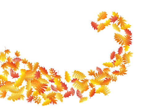 Oak, maple, wild ash rowan leaves vector, autumn foliage on white background.