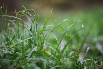 Fresh green grass in sunny summer day in park. Beautiful natural countryside landscape with blurry background