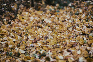 Colorful autumn leaves close up lie on the ground. Autumn background with copyspace