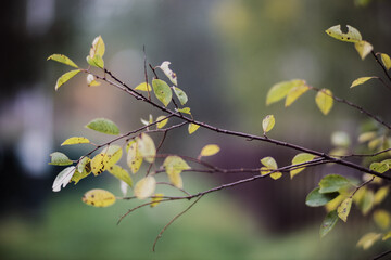 Tree branch with colorful autumn leaves close up. Autumn background. Beautiful natural strong blurry background with copyspace