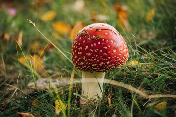Red mushrooms