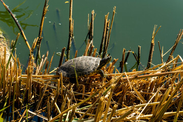 Pond slider or red-eared turtle.A group of wild turtles in the lake. Turtles sit and bask in the sun.