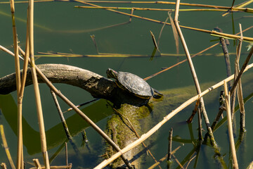Pond slider or red-eared turtle.A group of wild turtles in the lake. Turtles sit and bask in the...