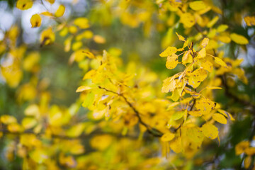 Naklejka na ściany i meble Tree branch with colorful autumn leaves close up. Autumn background. Beautiful natural strong blurry background with copyspace