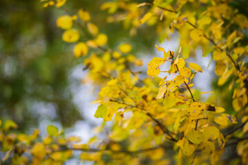 Obraz premium Tree branch with colorful autumn leaves close up. Autumn background. Beautiful natural strong blurry background with copyspace