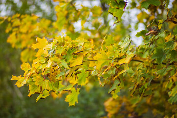 Tree branch with colorful autumn leaves close up. Autumn background. Beautiful natural strong blurry background with copyspace