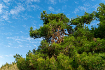 Fototapeta premium Cones on a green pine tree, against a blue sky.