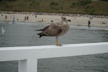 A seagull with a mark on its paw sits on the railing of the pier.  
