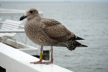 A seagull with a mark on its paw sits on the railing of the pier.   