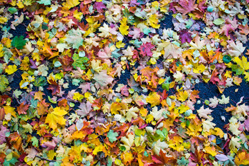 Autumn fallen maple leaves on asphalt, yellow, green. Autumn leaves spread out on the wet and black asphalt.