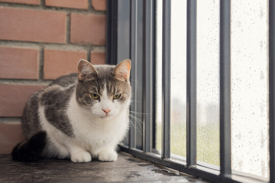 A cat sits near window and curiously looks at rain outside window. High quality photo