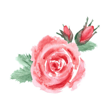 A composition with rose flowers, buds and leaves, painted in watercolor, isolated on a white background