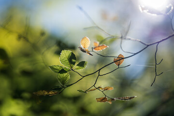 ambient Light through the trees in the autumn forest