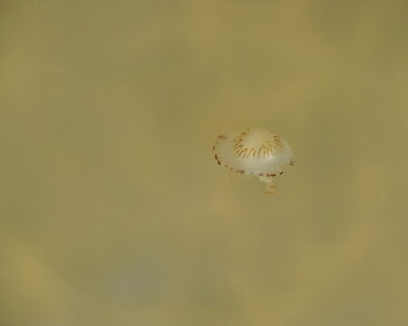 Eine durchsichtige Qualle mit dunkel braune Flecken schwimmt im hell gelbe, von Sonnenlicht beleuchtete Meereswasser.