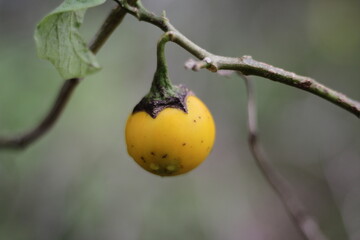 apricots on a branch