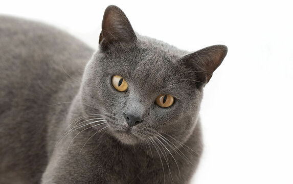 Portait of adult Chartreux cat isolated on white background