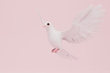 a white dove of peace on a pastel background. copy paste, copy space. 3D render