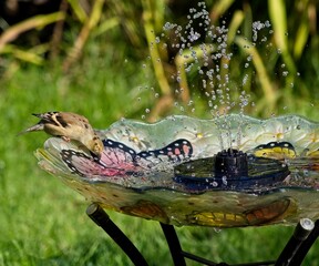 American Goldfinch in the bird bath