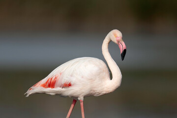Fototapeta na wymiar Pink flamingo in the water, Portugal