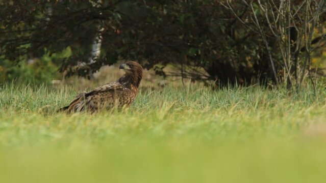 Bielik (Haliaetus albicilla)