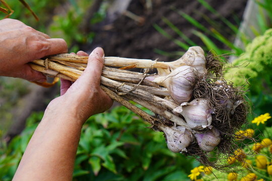 hand holding a bunch of garlic