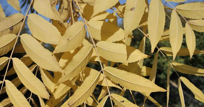 Feuilles jaunissantes d'un noyer en gros plan 