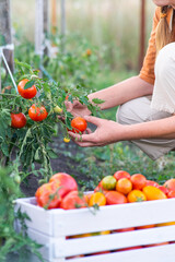 Unrecognizable figure of a female farmer. Harvesting. Collects ripe juicy tomatoes in a white...