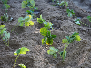 garden bed with strawberry bushes watering plants