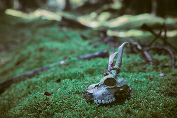 Skull of a young deer in the evening forest. Gloomy photo © Виктор Осипенко