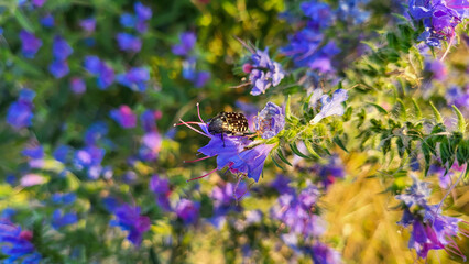 The smelly Olenka beetle sits on a herbaceous plant a species of the genus Bruise of the borage family