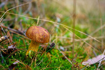 Bay bolete mushroom growing in the forest meadow. Edible brown fungus on the forest clearing  with copy space background.