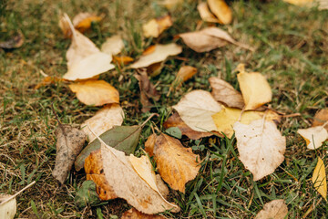 Autumn dry fallen colorful leaves. Natural background.