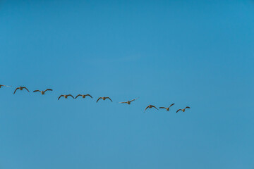 Flock of graylag geese in flight