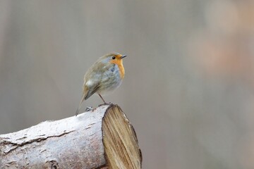 Ein Rotkehlchen sitzt isoliert auf einem Baumstamm, erithacus rubecula