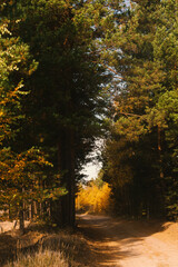 Naklejka premium path