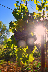 Sun lighyt through a vinestock with green leaves and ripe blue grape