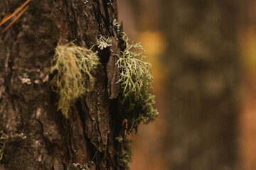 tree, nature, bark, forest, green, wood, trunk, plant, moss, park, grass, autumn, brown, lichen, birch, summer, natural, trees, texture, old, leaf, branch, outdoors, winter
