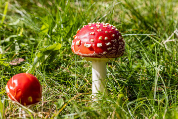 fly agaric mushroom