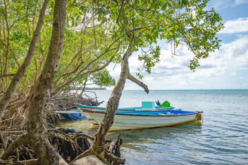 Naklejka na ściany i meble Boat resting mangrove beach sea fishing tropical Tobago relaxing view