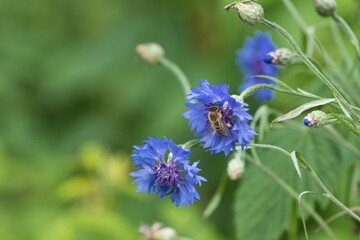 Eine Honigbiene sammelt Nektar von blauen Blüten einer Kornblume, Centaurea cyanus - obrazy, fototapety, plakaty