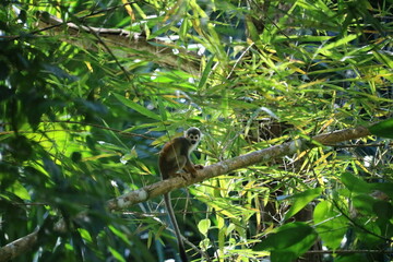 monkeys in the rainforest