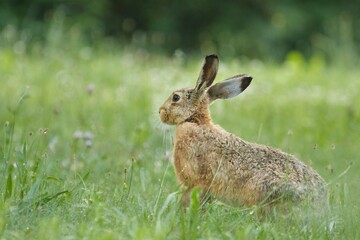 Ein Feldhase sitzt im Sommer in einer grünen Wiese, Lepus europaeus