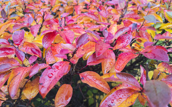 Close photo of autumn bushes with yellow, red, lilac leaves with raindrops on them