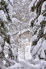 Winter in a spruce forest, spruces covered with white fluffy snow. Selective focus. Winter Landscape with Snow and Trees. Snow covered trees in forest during winter