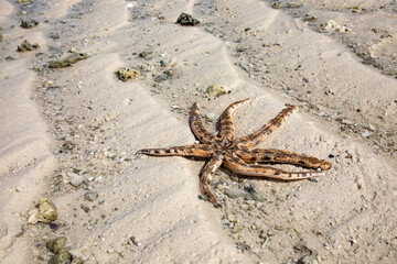 Toter Seestern liegt im Sand am Strand in Afrika