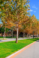 bright sunny day in autumn city park, green lawn, and yellow leaves, street