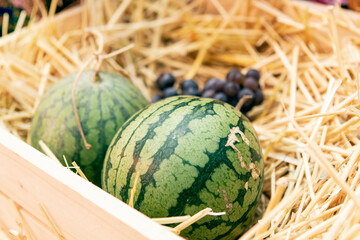 harvest of watermelons in a wooden box in the garden